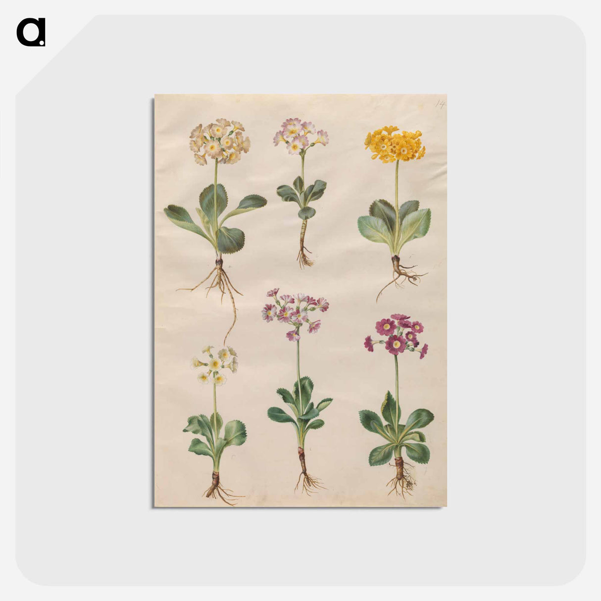 アートポストカード-Primula ×pubescens Wulfen
- マリア ジビーラ メーリアン Postcard.