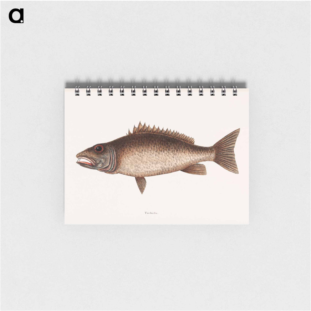アートメモ帳-Mangrove Snapper
- マーク ケイツビー Memo.