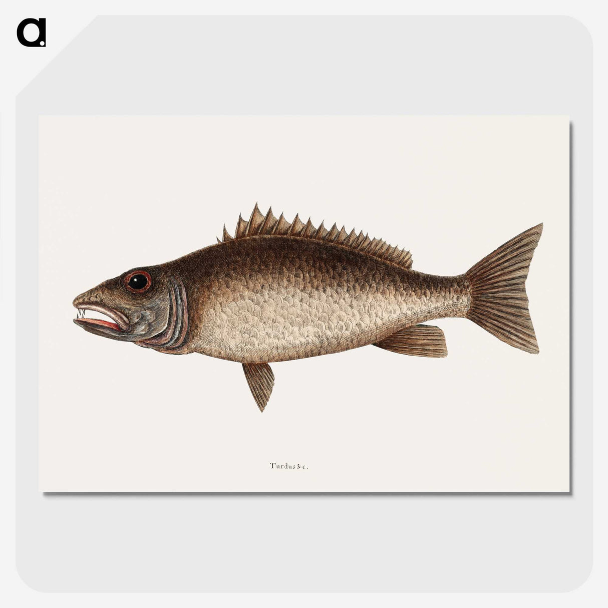2-69_Mark-Catesby_picture-crop