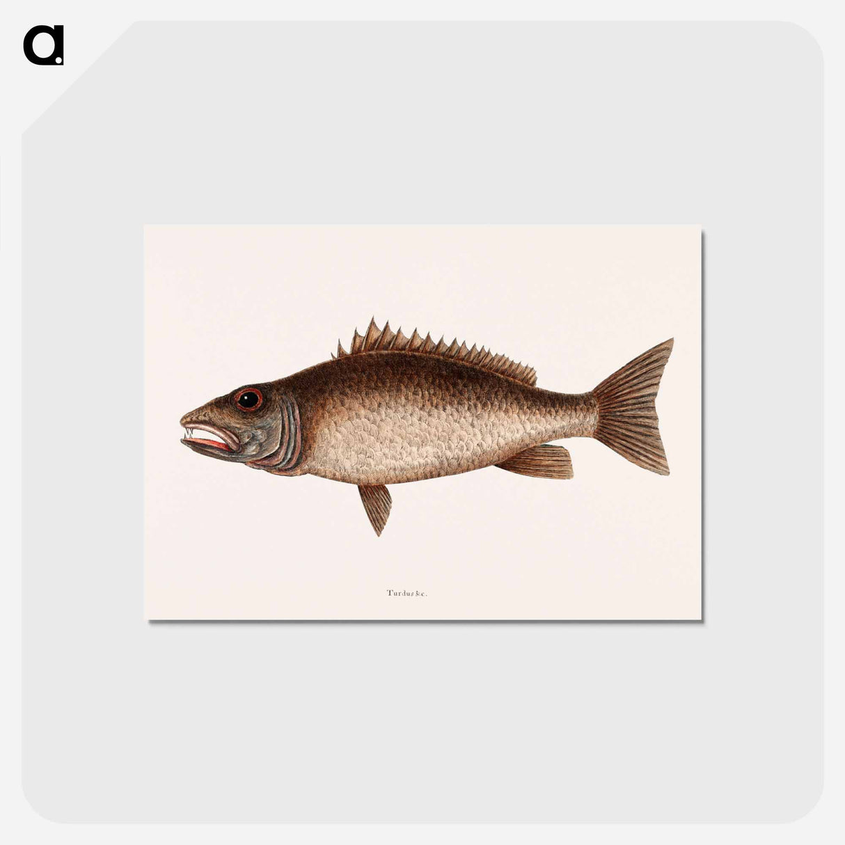 アートポストカード-Mangrove Snapper
- マーク ケイツビー Postcard.