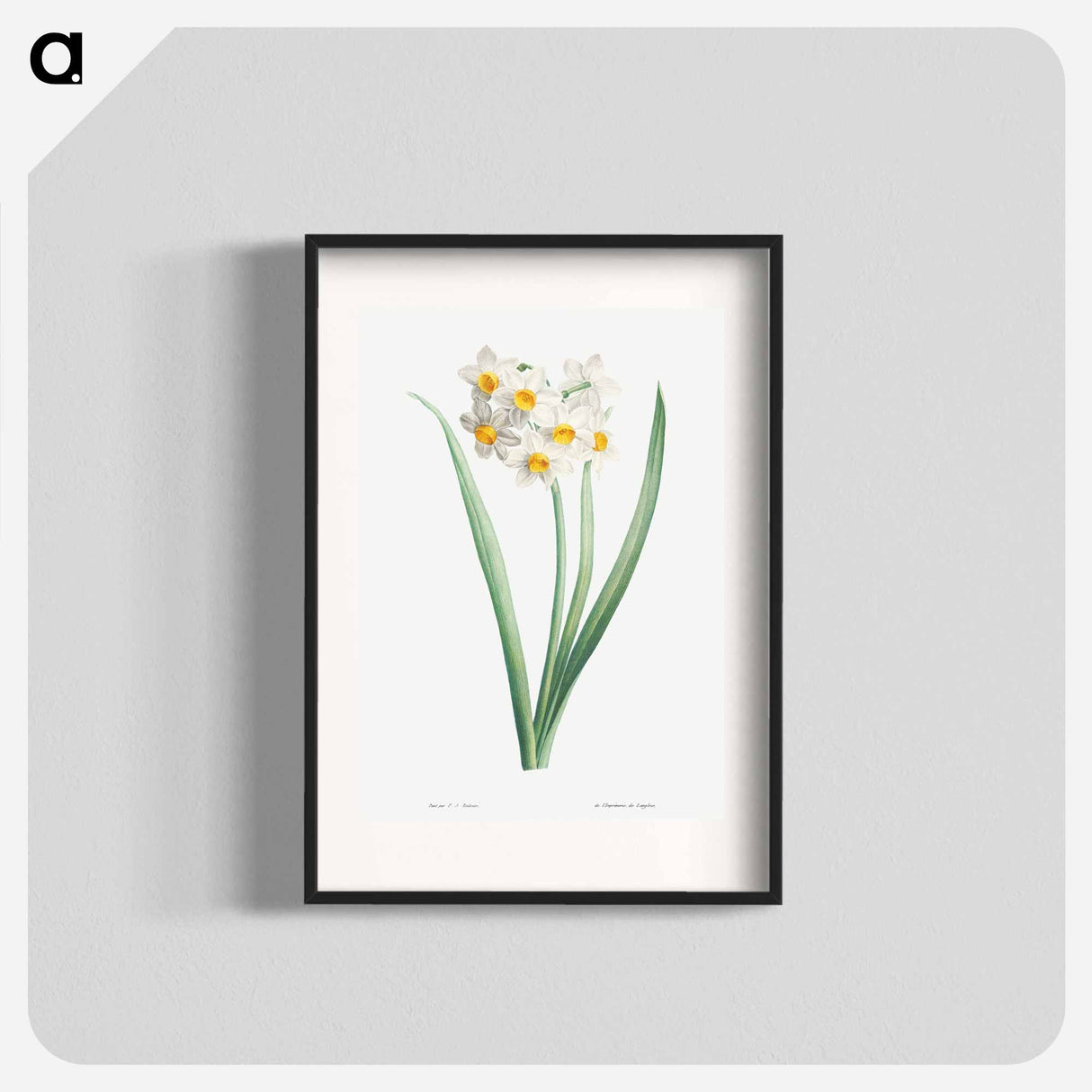 Narcissus - Pierre Joseph Redouté Poster.