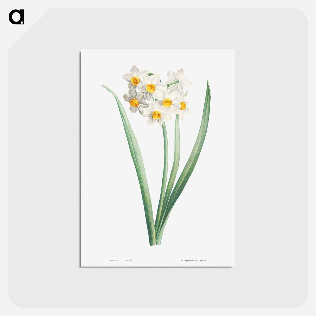 アートポストカード-Narcissus - ピエール ジョゼフ ルドゥーテ Postcard.
