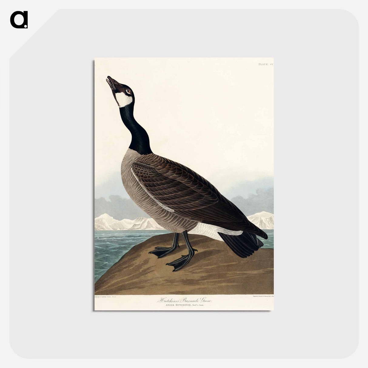 アートポストカード-Hutchins's Barnacle Goose from Birds of America
- アメリカの鳥たち Postcard.