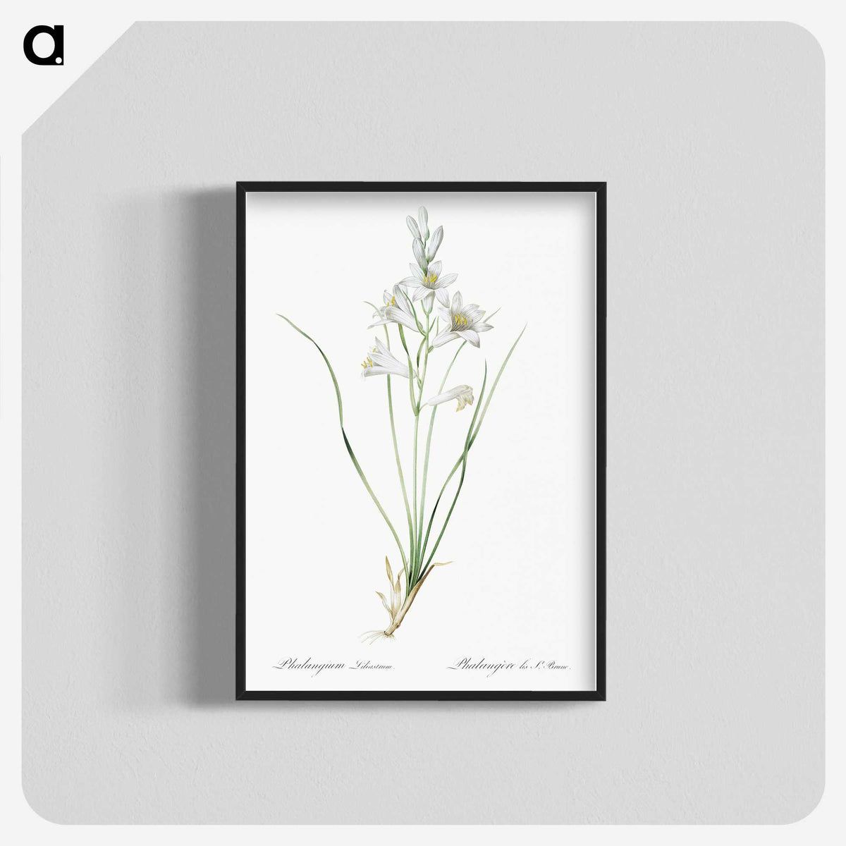 2-69_The-Lilies_blk-crop