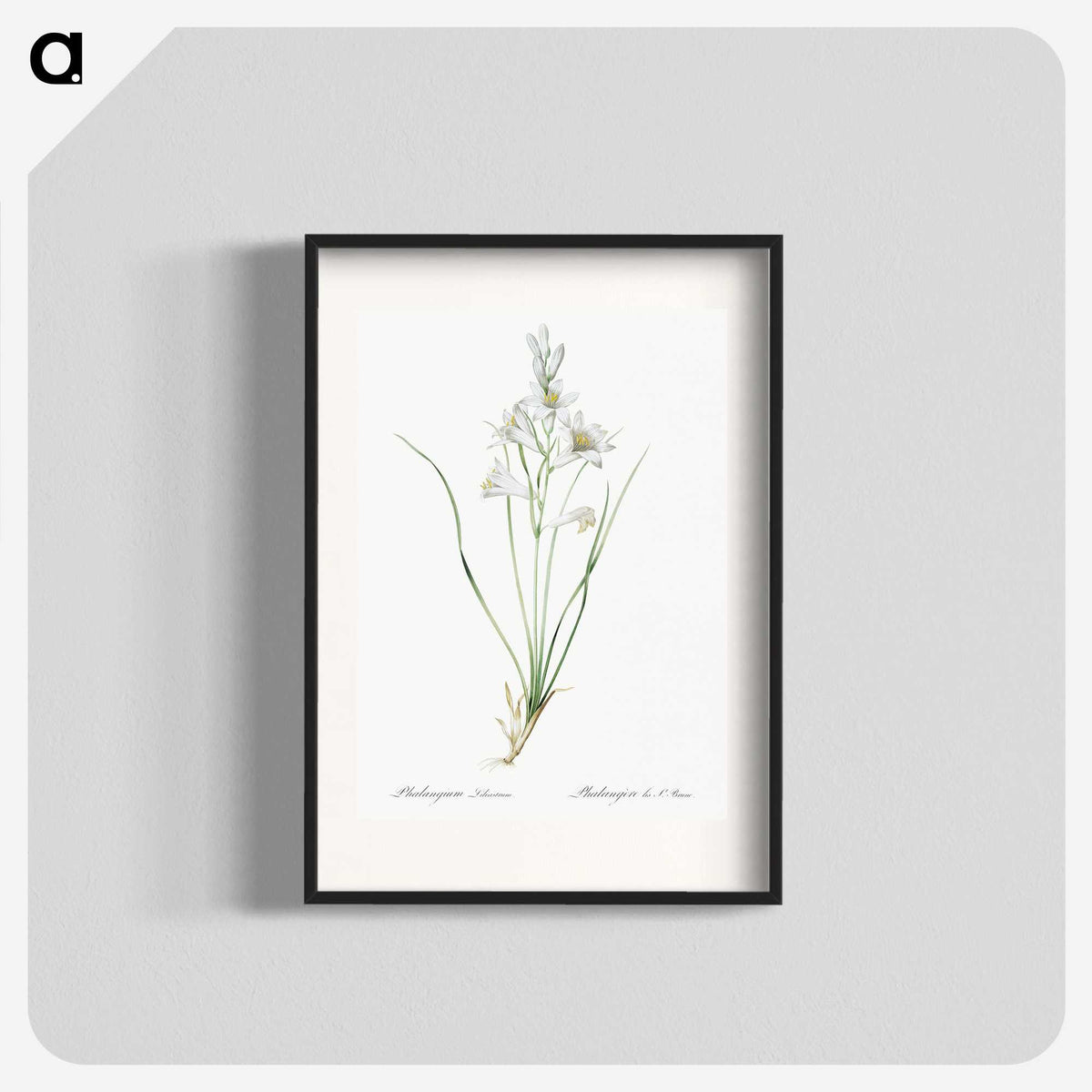 2-69_The-Lilies_blk