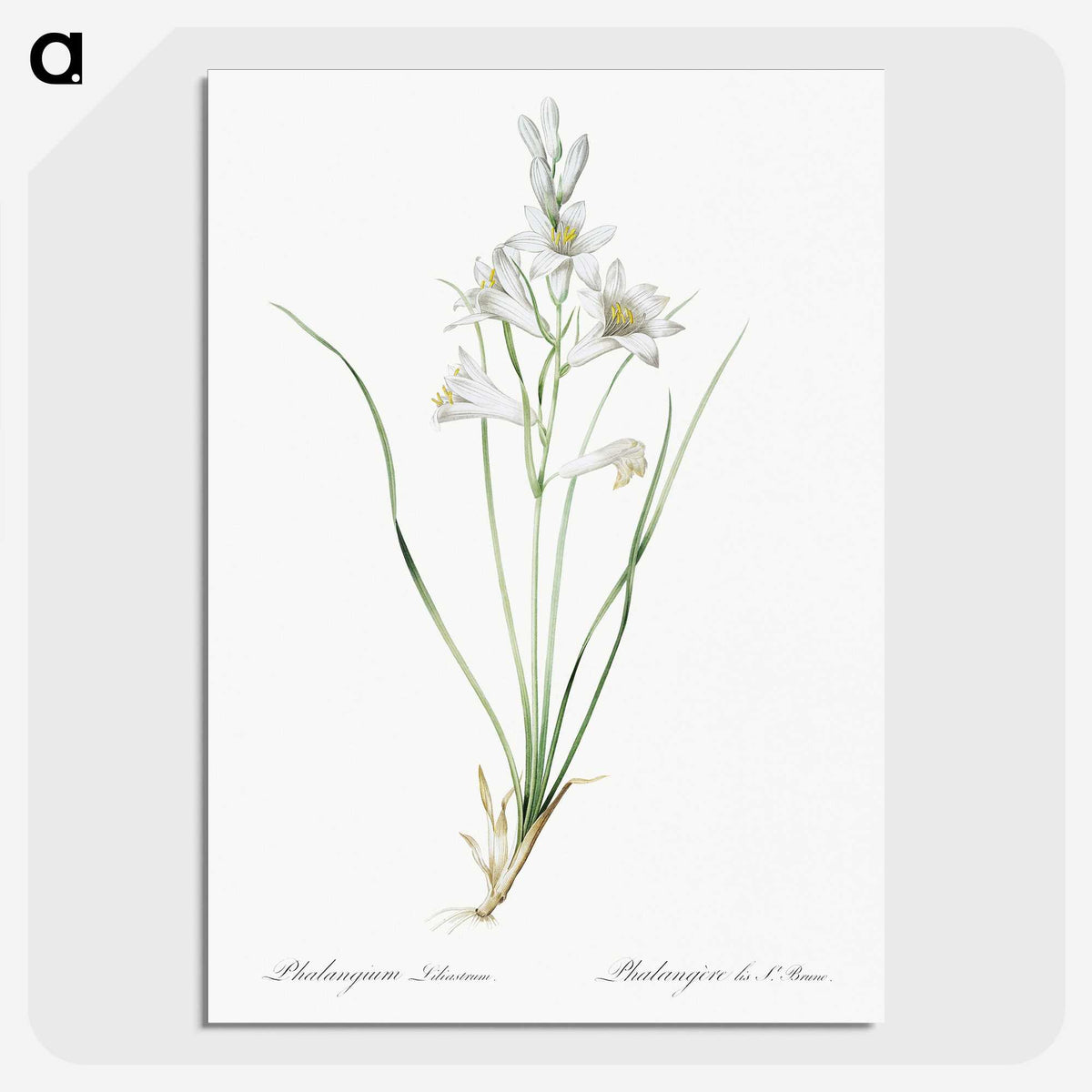 2-69_The-Lilies_picture-crop
