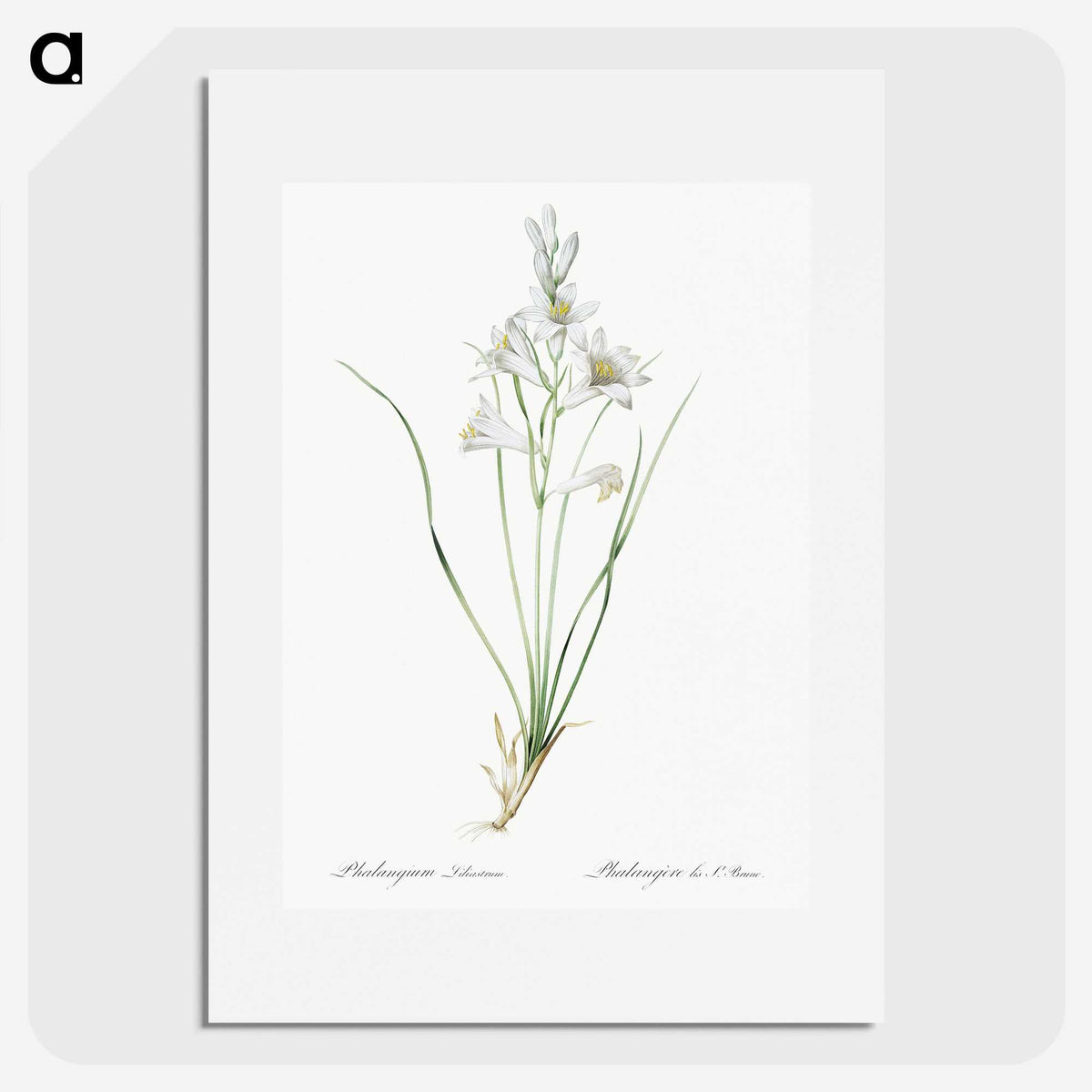 2-69_The-Lilies_picture