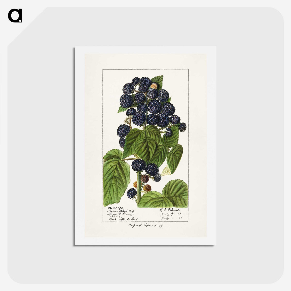 2-69_USDA-Watercolor-Fruit-Painting-Collection_hagaki