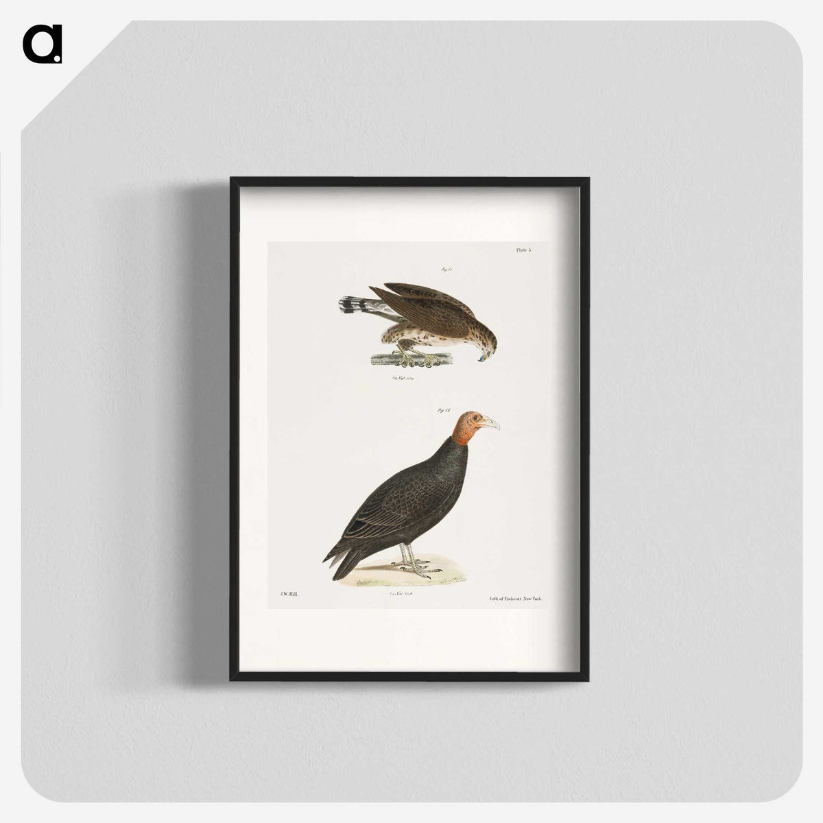 2-69_Zoology-of-New-York_blk