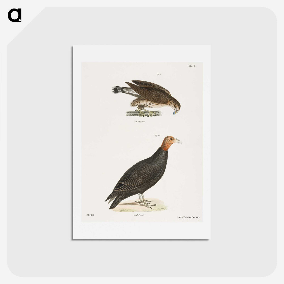 2-69_Zoology-of-New-York_hagaki