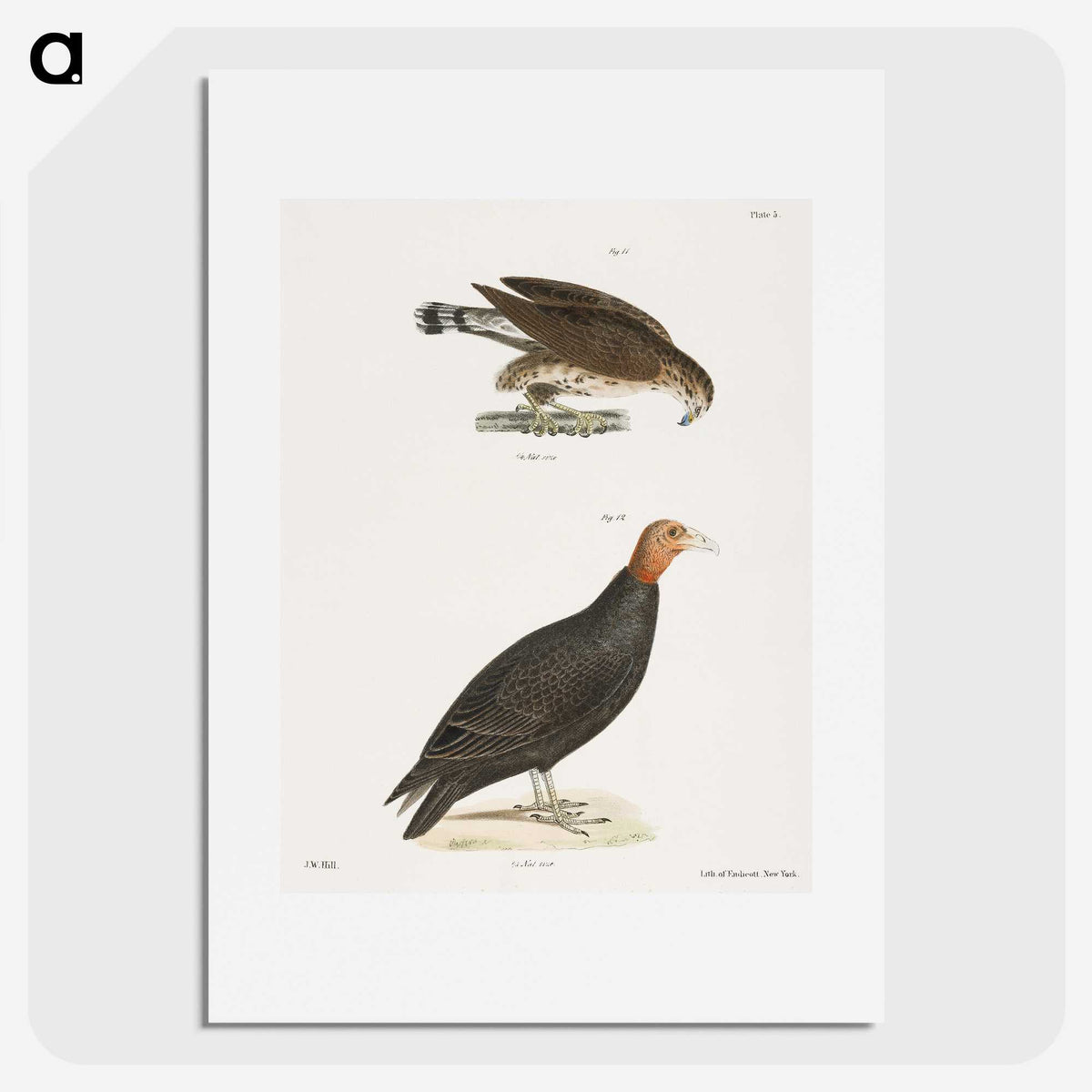 2-69_Zoology-of-New-York_picture