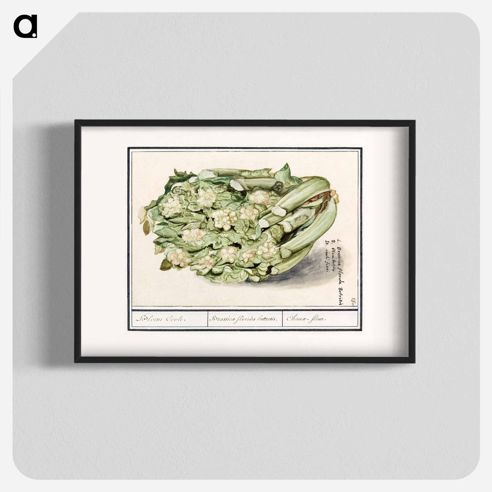 Cauliflower - アンセルムス ボエティウス デ ブート Poster.