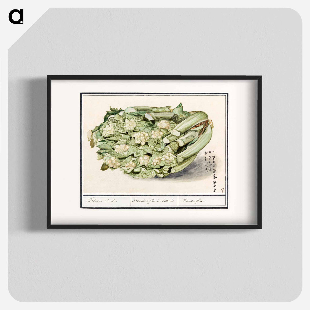 アートポスター-Cauliflower - アンセルムス ボエティウス デ ブート Poster.