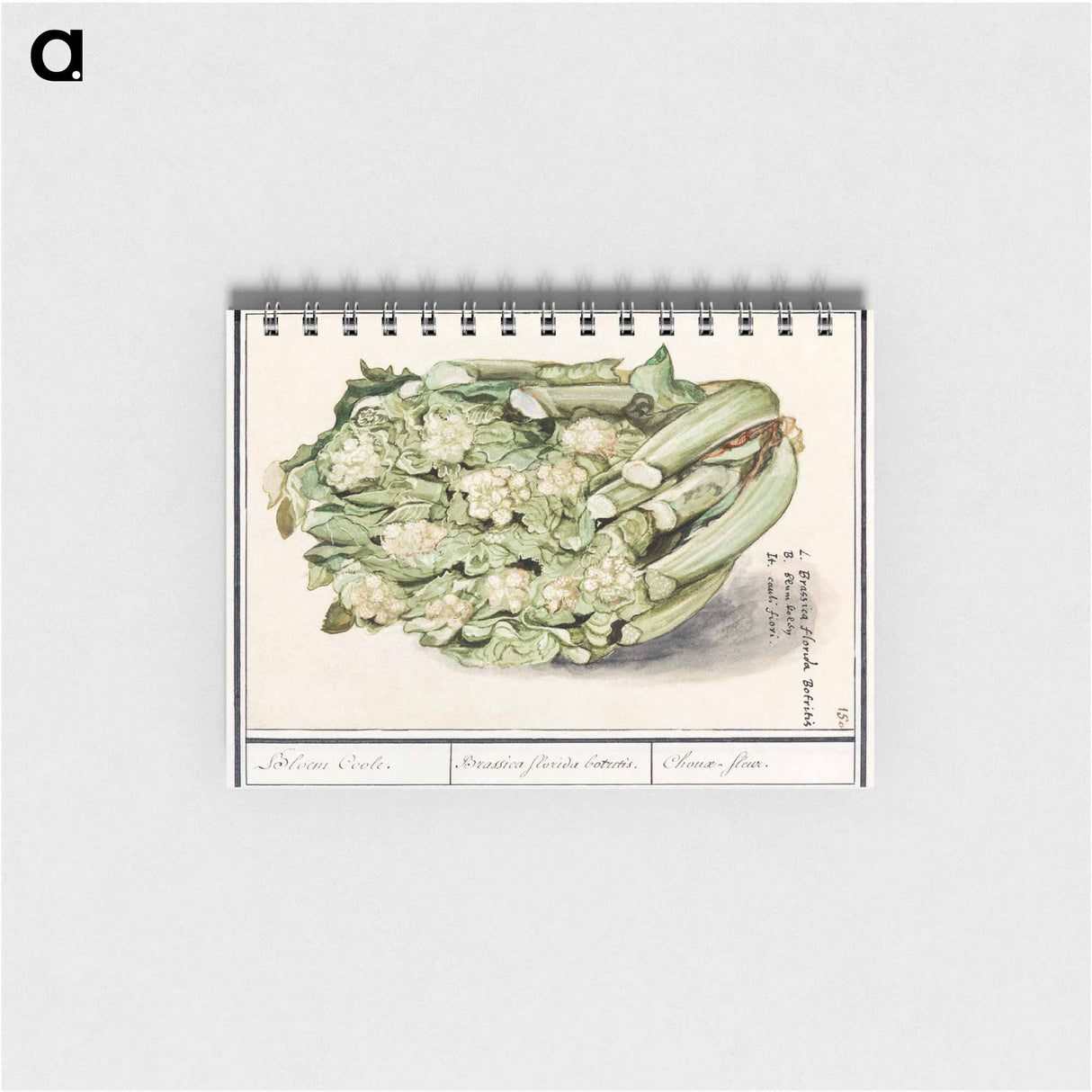 アートメモ帳-Cauliflower - アンセルムス ボエティウス デ ブート Memo.