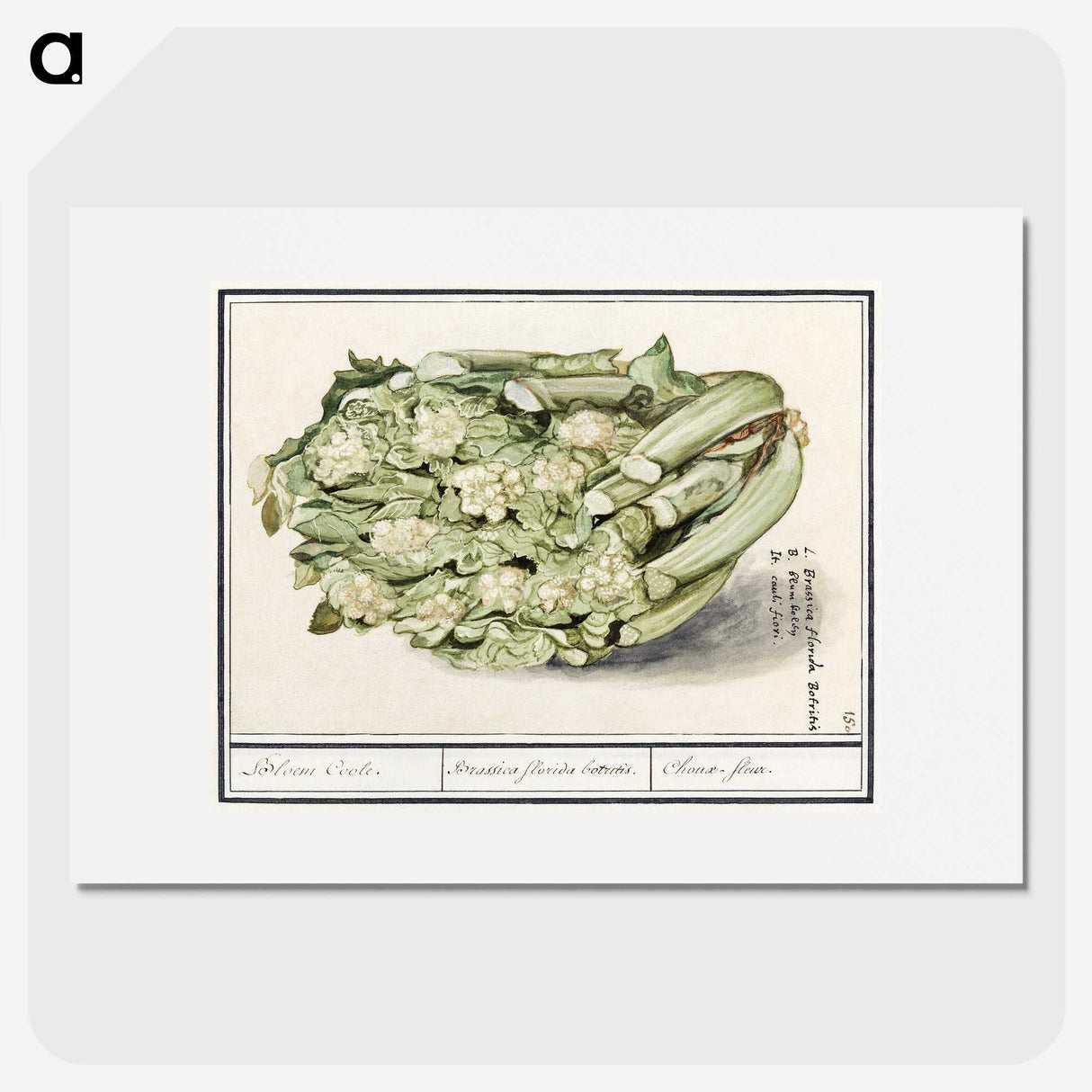 2-6_Anselmus-Boetius-de-Boodt_picture