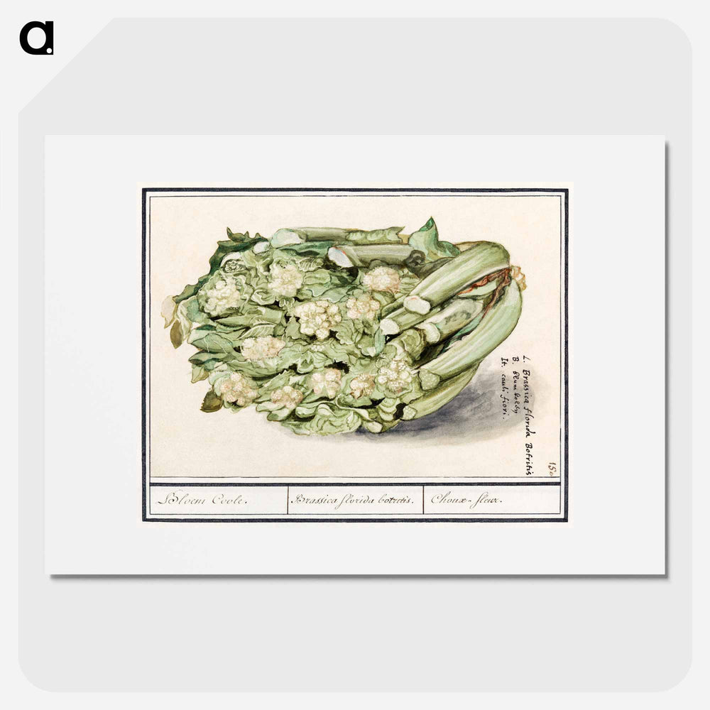 Cauliflower - アンセルムス ボエティウス デ ブート Poster.