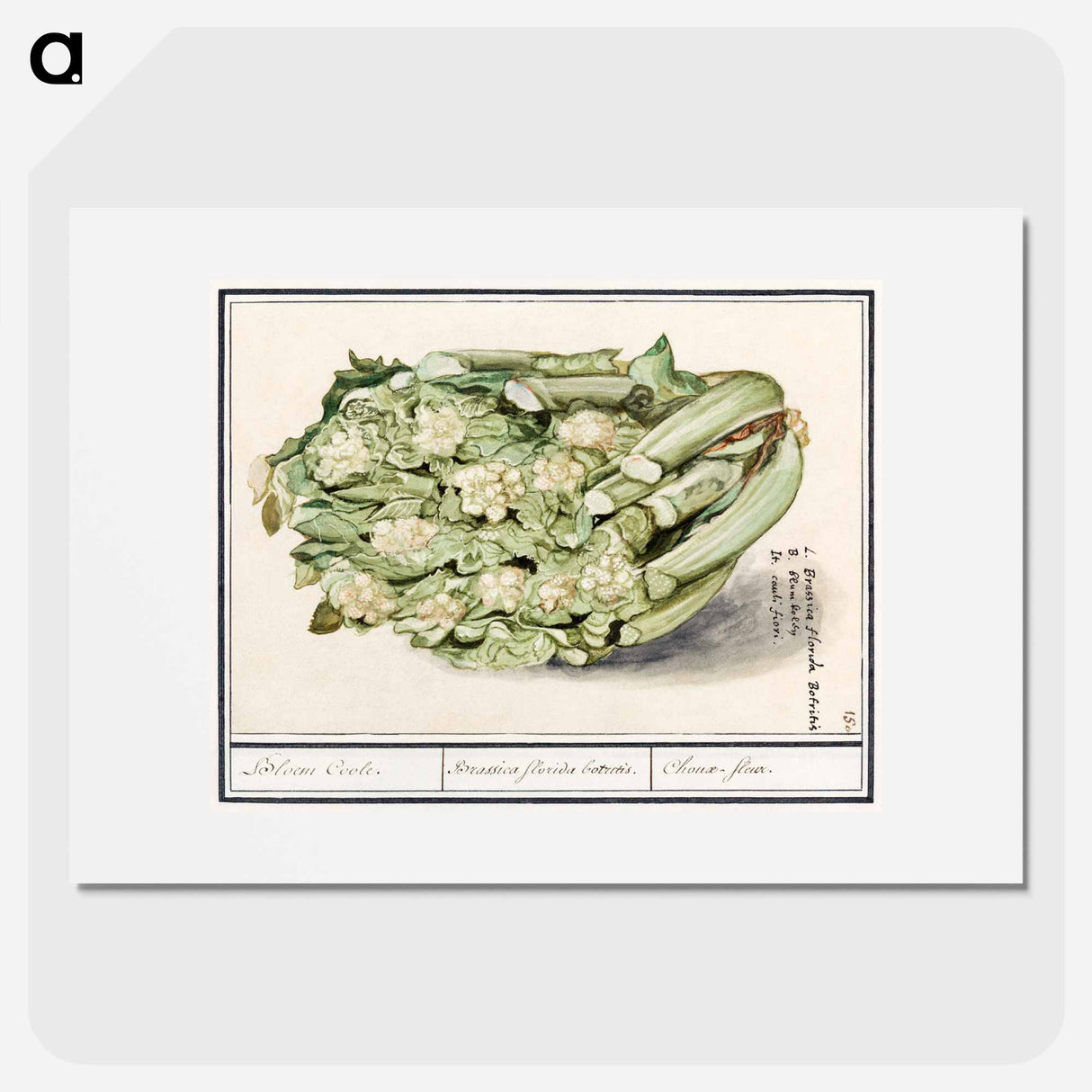 アートポスター-Cauliflower - アンセルムス ボエティウス デ ブート Poster.
