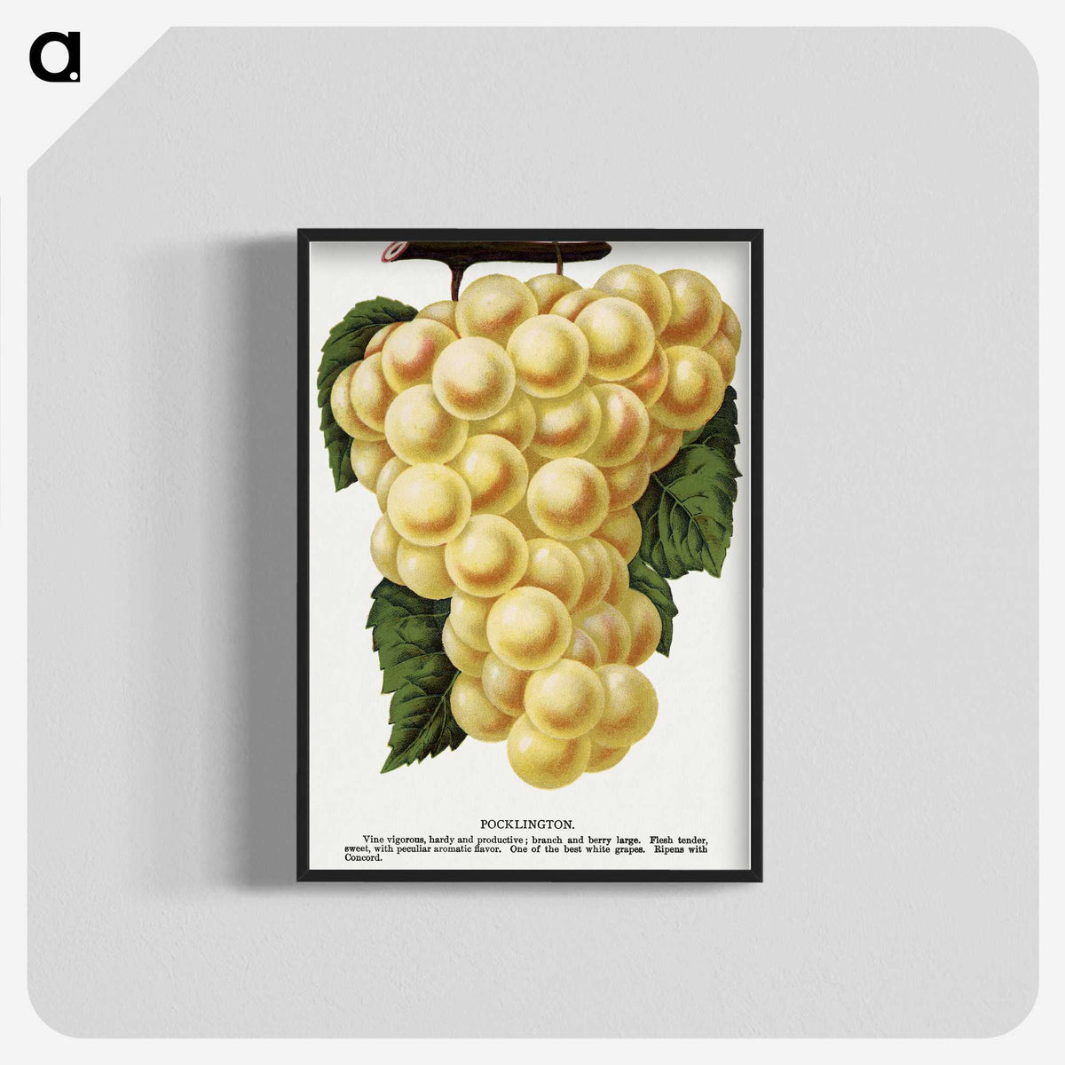 2-6_Botanical-Specimen-Plates_blk-crop