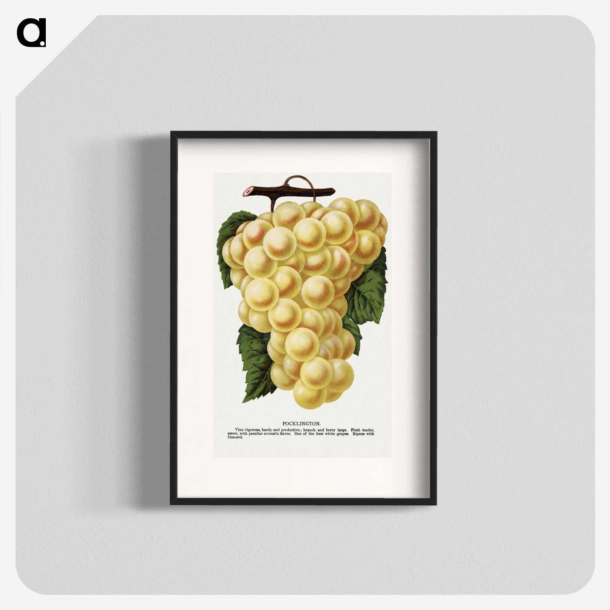2-6_Botanical-Specimen-Plates_blk