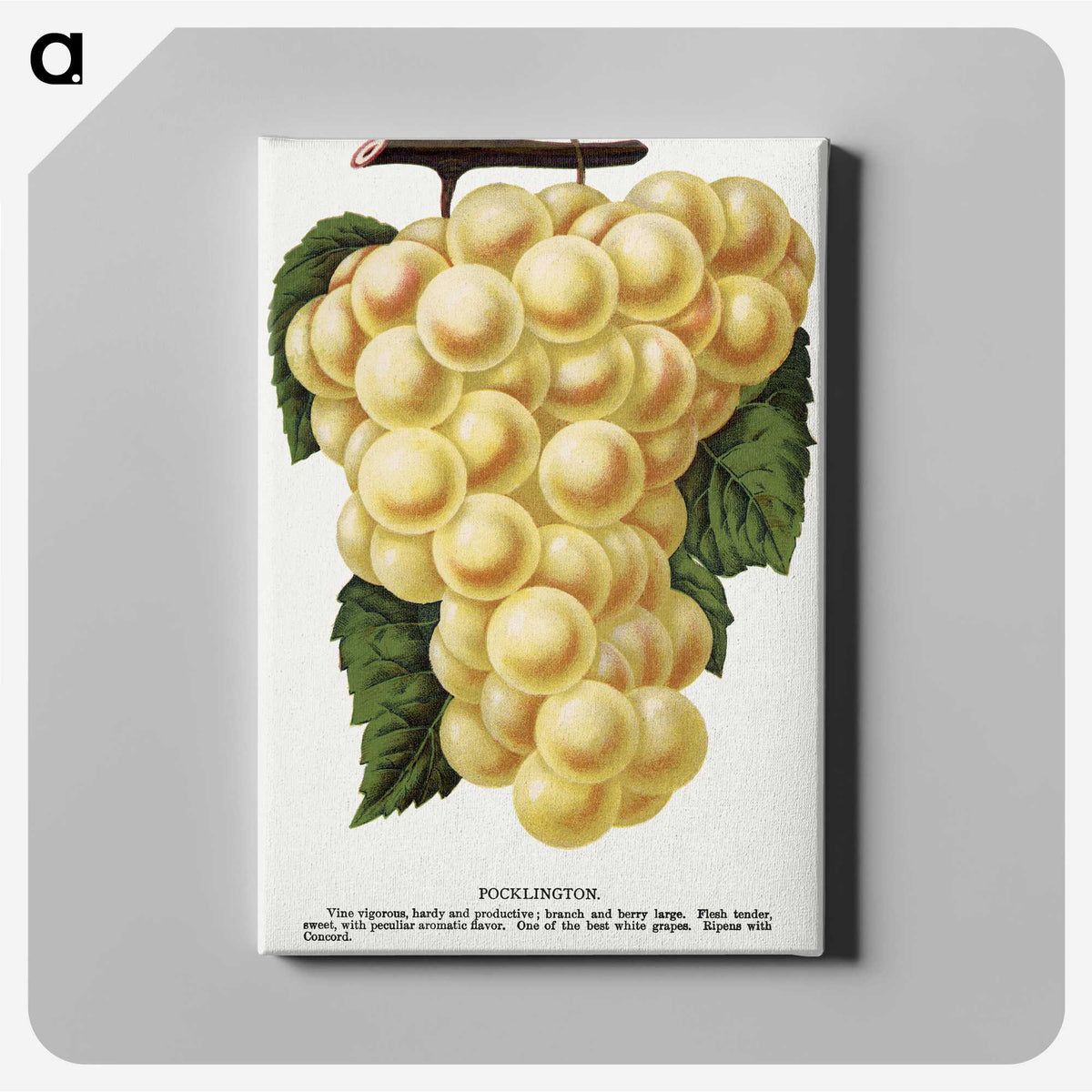 2-6_Botanical-Specimen-Plates_canvas