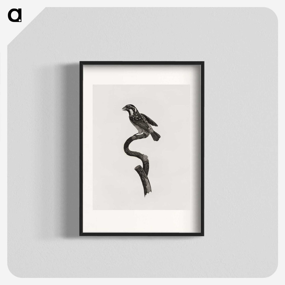 2-6_Des-Oiseaux-de-Paradis_blk
