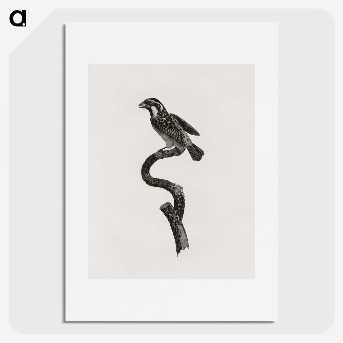 2-6_Des-Oiseaux-de-Paradis_picture