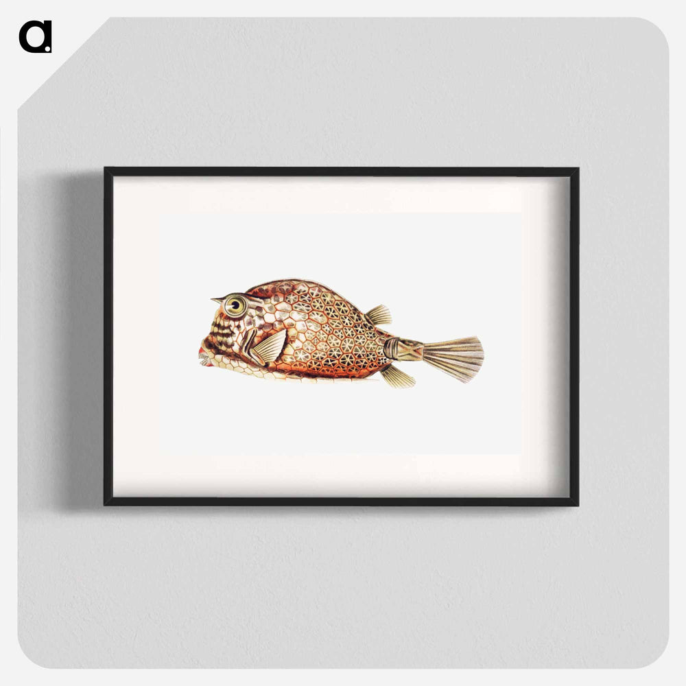 Vintage fish illustration on white background - エルンスト ヘッケル Poster.