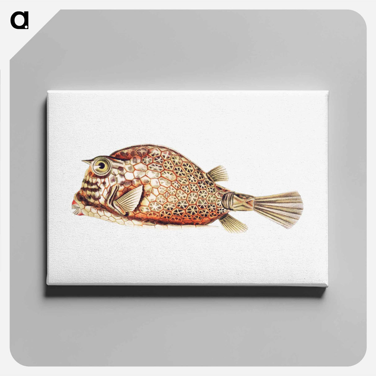 Vintage fish illustration on white background - エルンスト ヘッケル Canvas.
