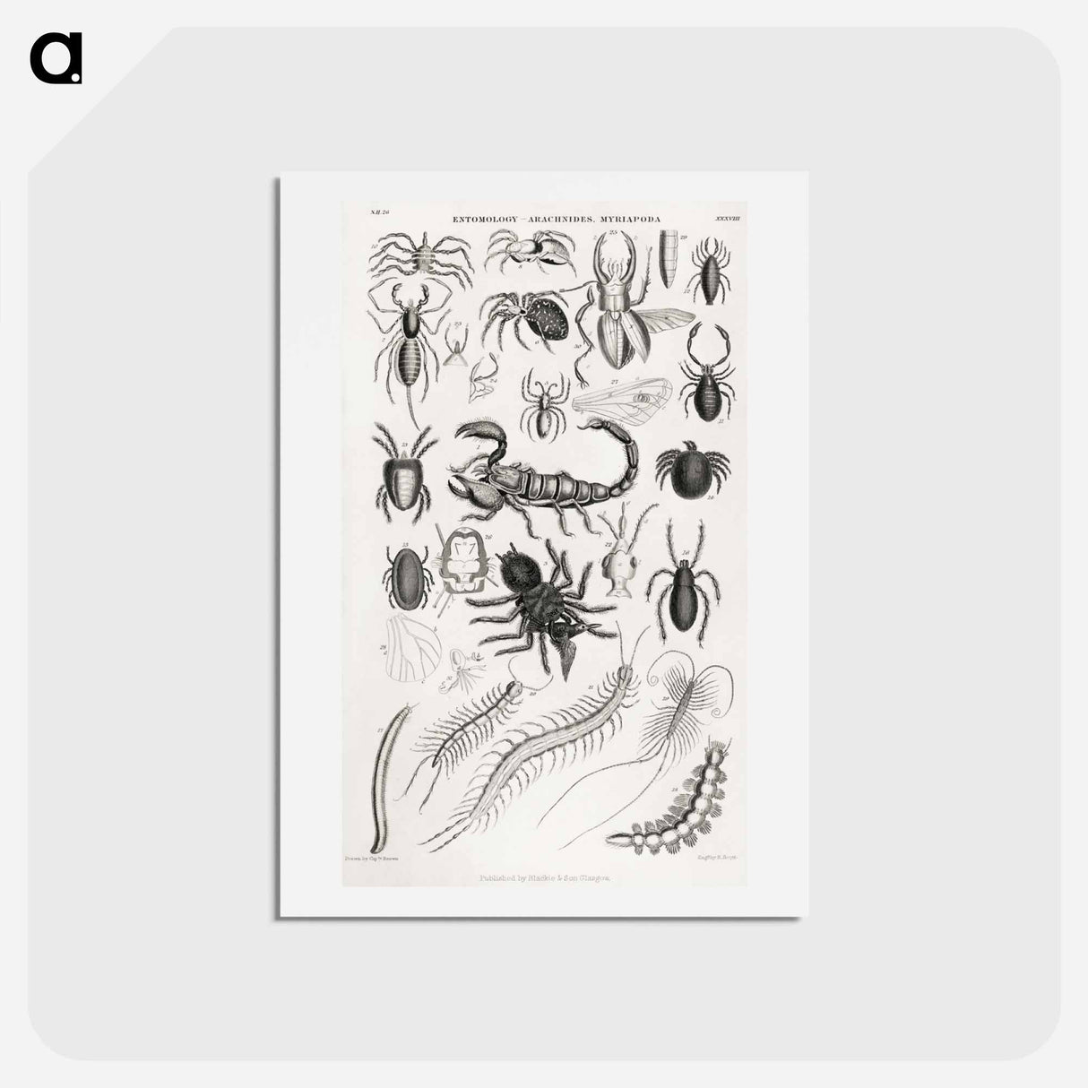 アートポストカード-Arachnides, Myriapoda
- ゴールドスミスの生き生きとした自然 Postcard.