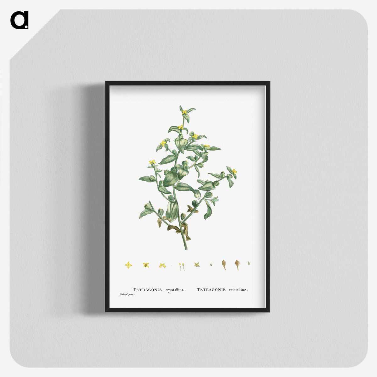 2-6_Histoire-des-Plantes-Grasses_blk-crop