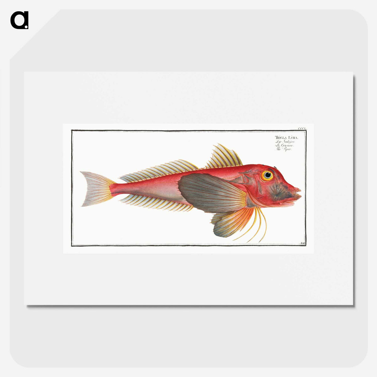 2-6_Ichtyologie-ou-Histoire-naturelle_picture