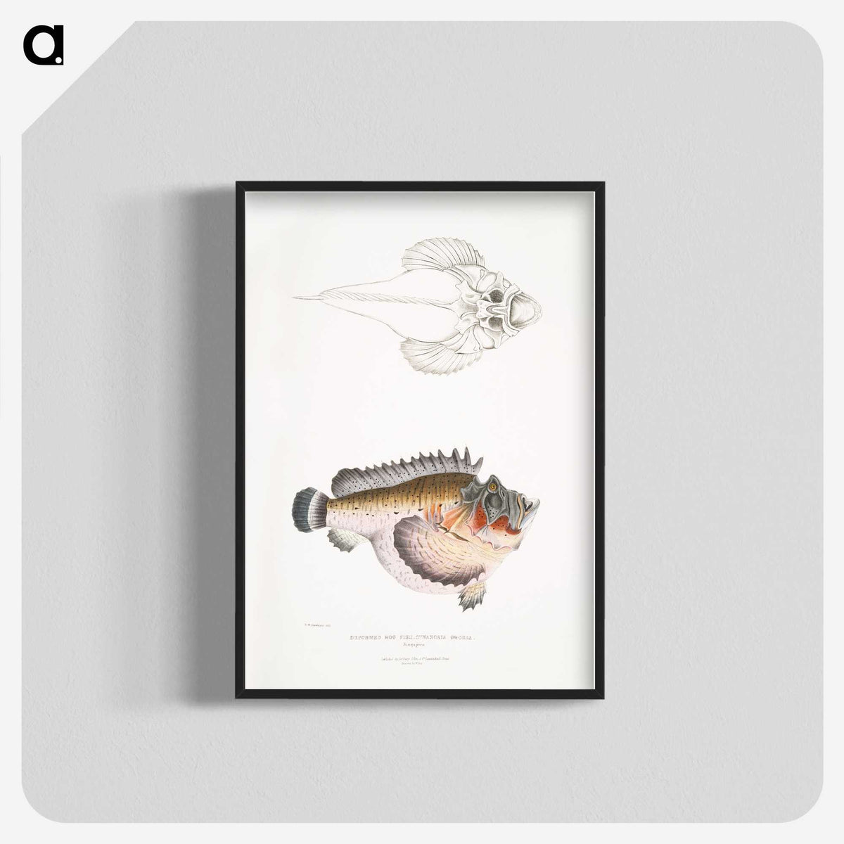 2-6_Indian-Zoology_blk-crop