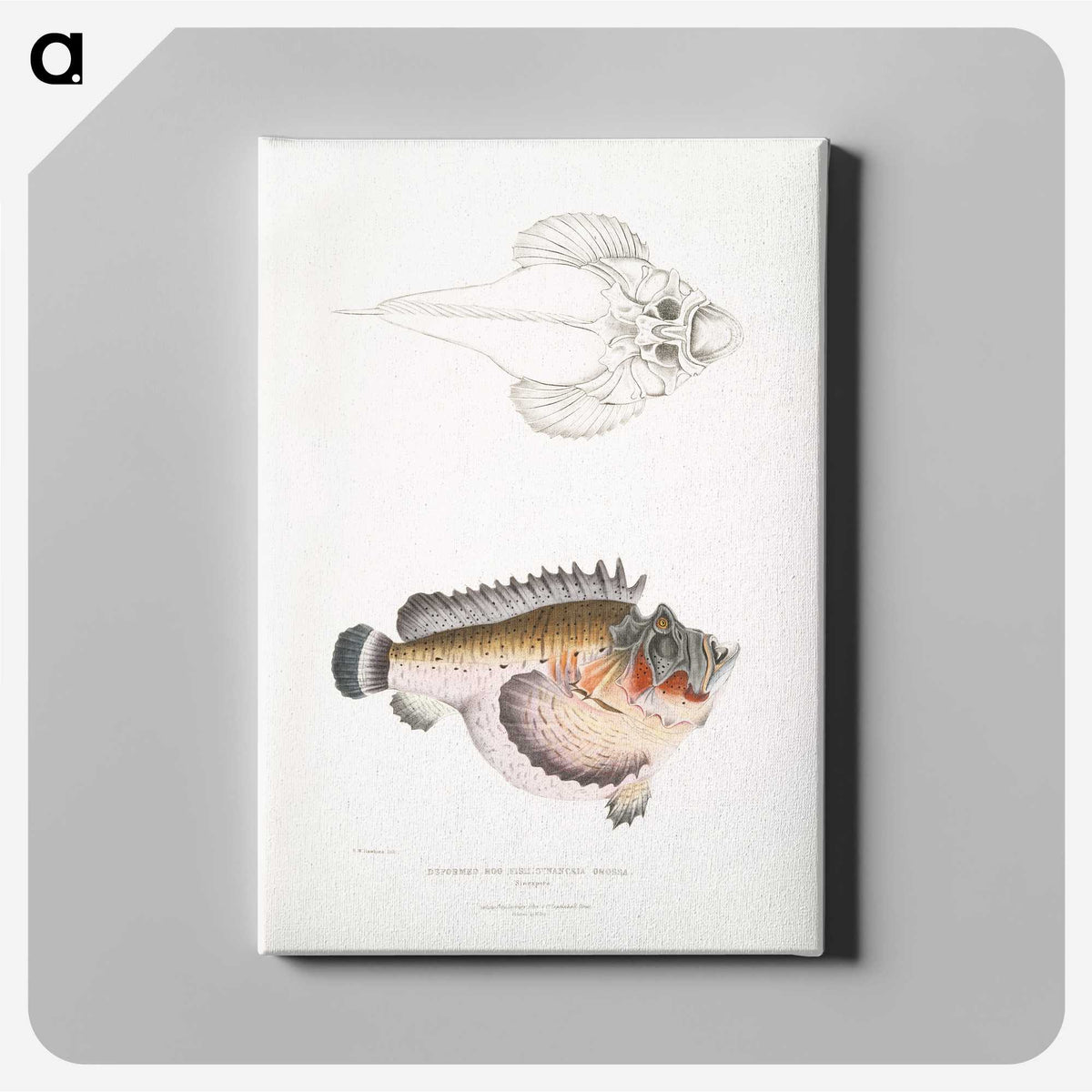2-6_Indian-Zoology_canvas