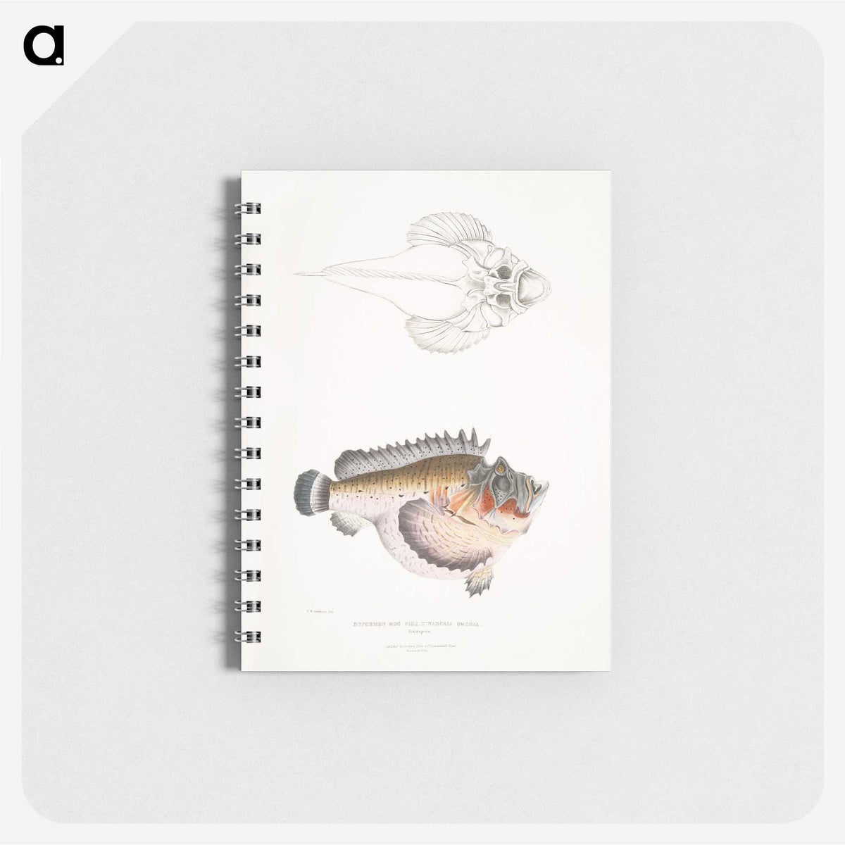 2-6_Indian-Zoology_memo