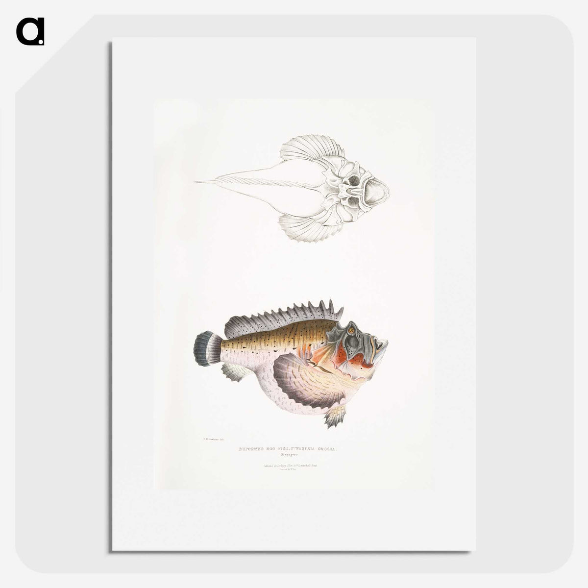 2-6_Indian-Zoology_picture