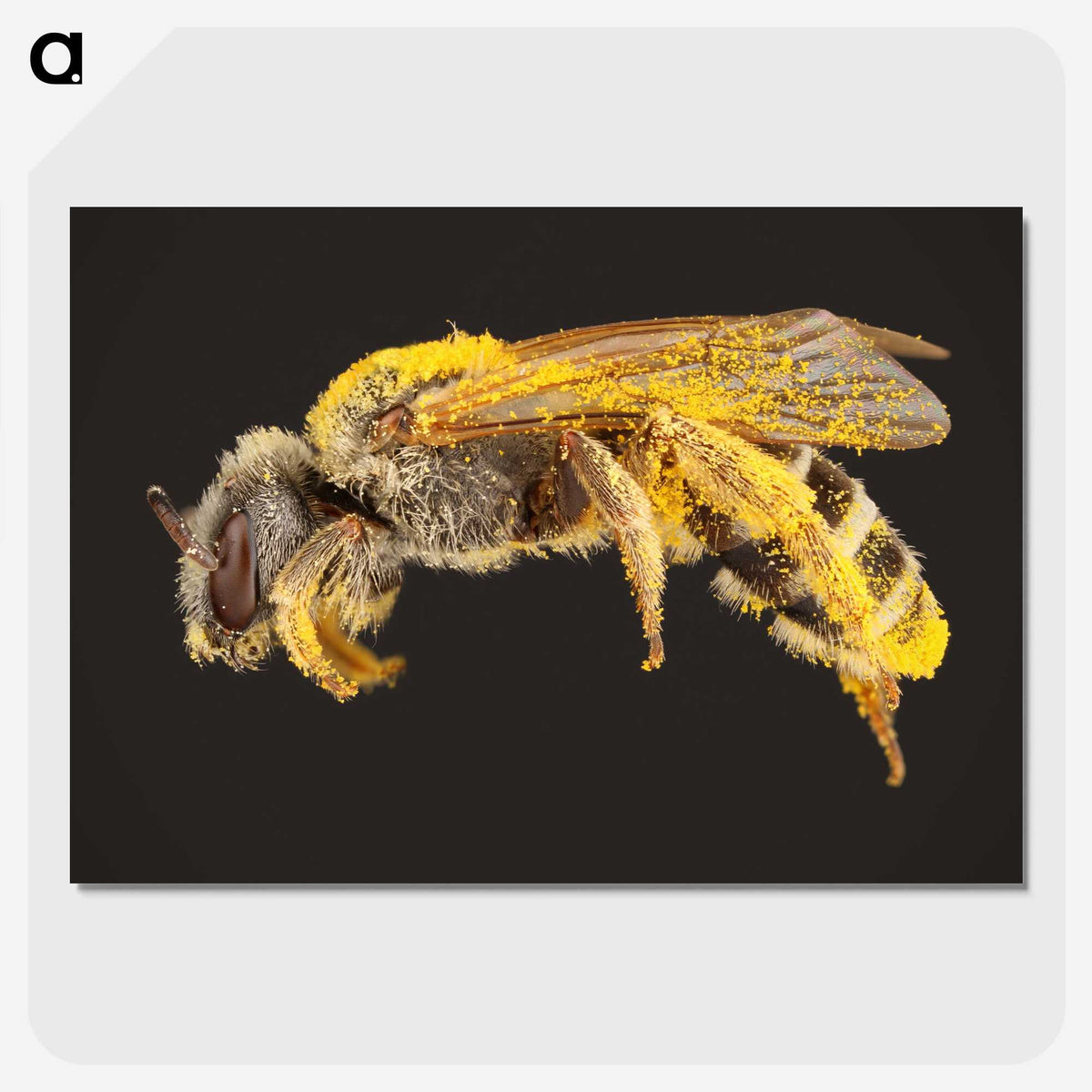 2-6_Insects-Unlocked-Project_picture-crop