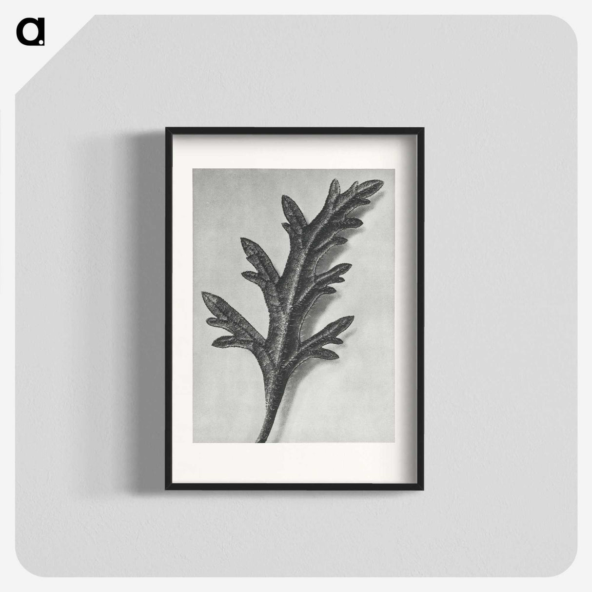 2-6_Karl-Blossfeldt_blk