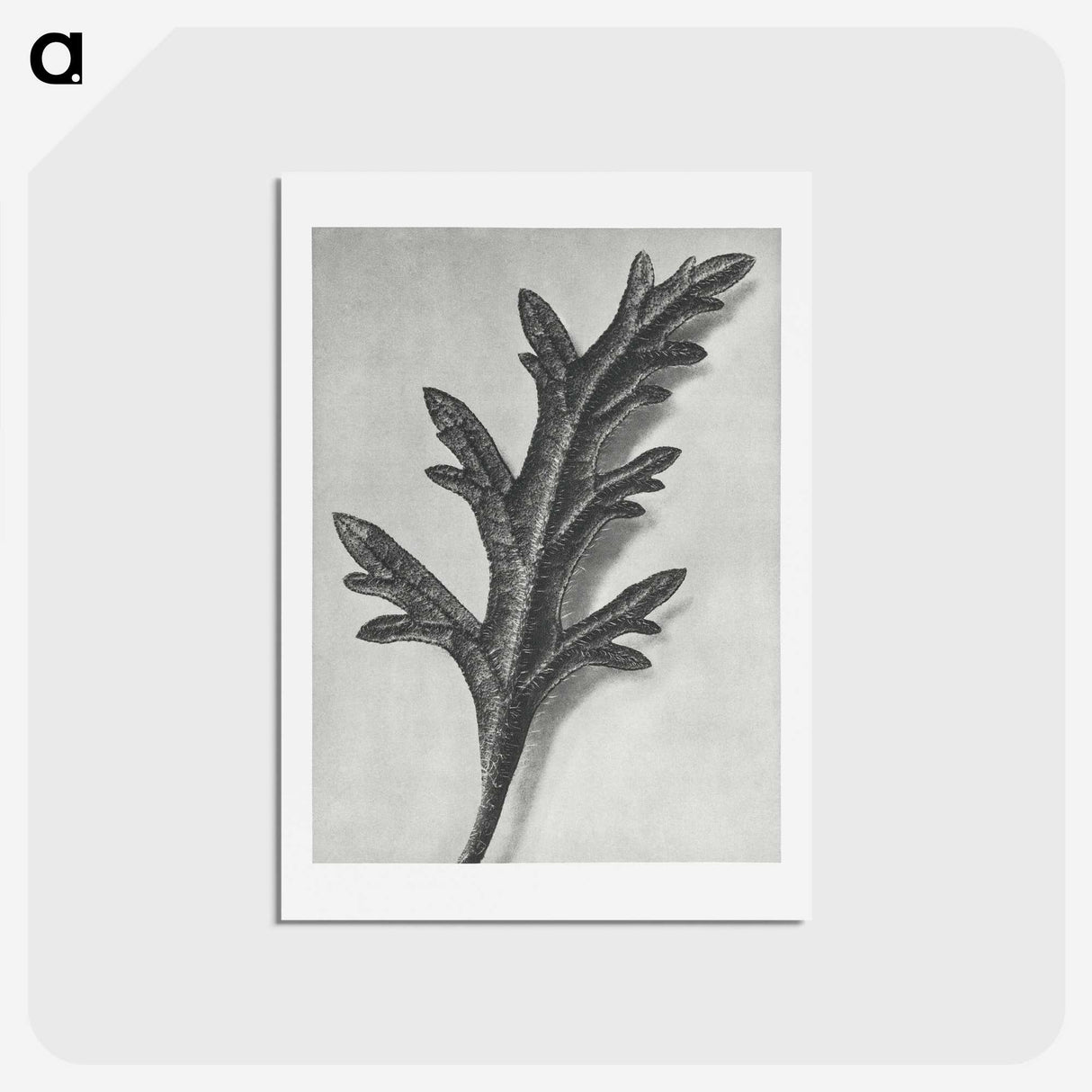 2-6_Karl-Blossfeldt_hagaki