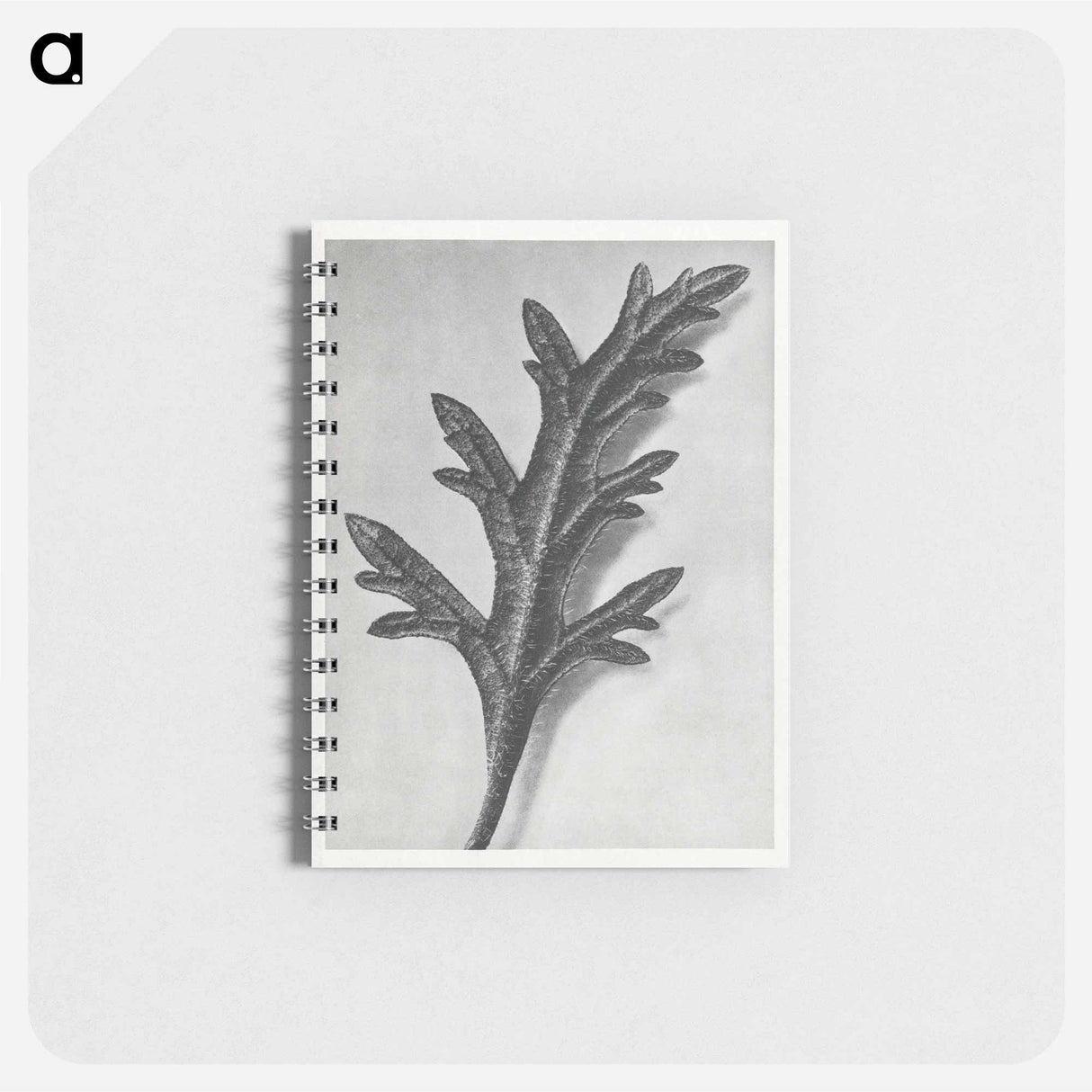 Verbena Canadensis - カール ブロスフェルト Memo.