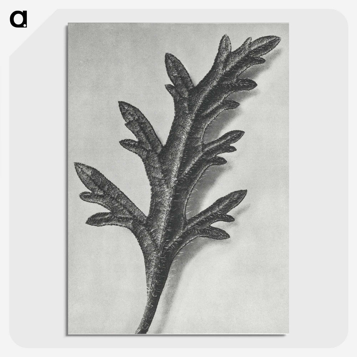 2-6_Karl-Blossfeldt_picture-crop