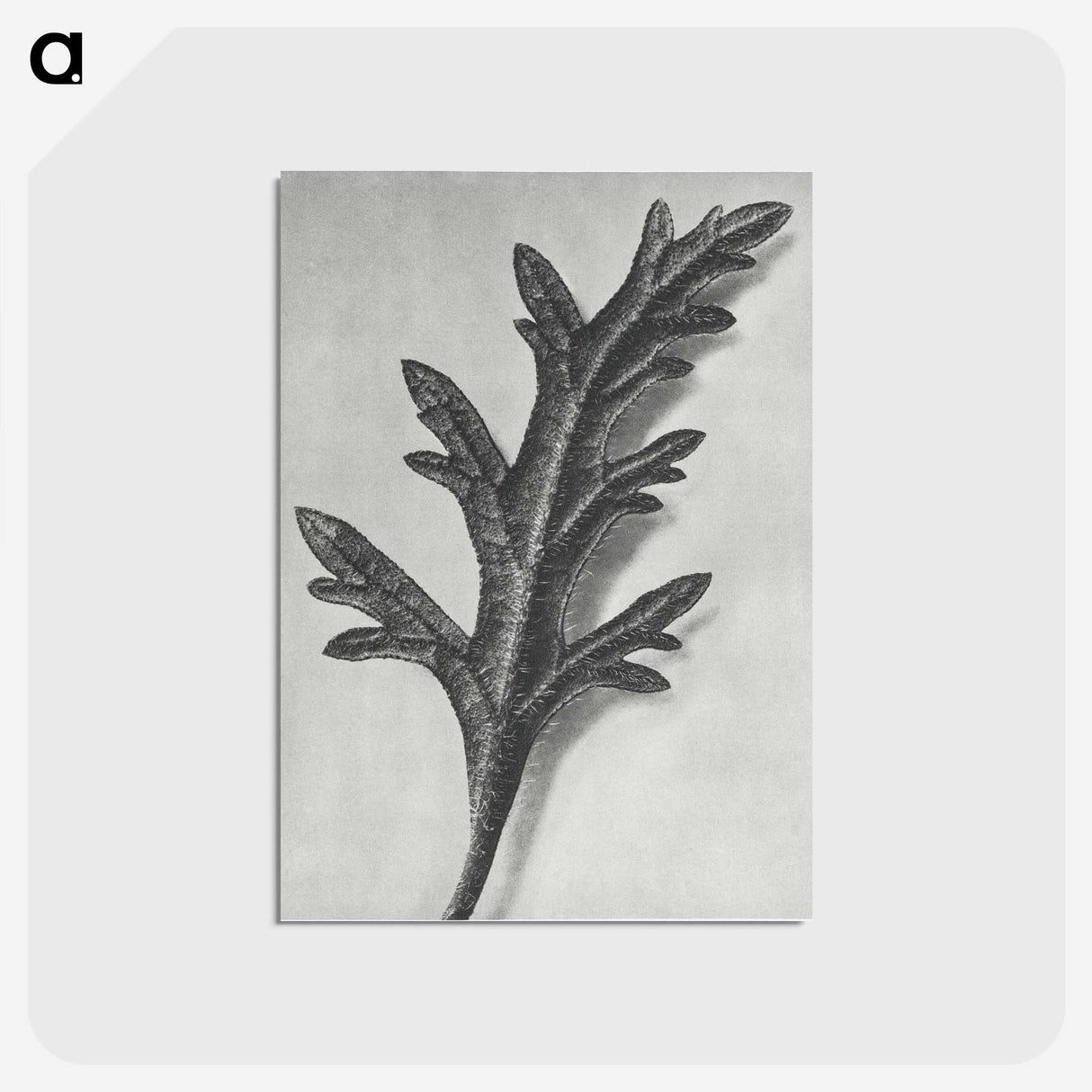 2-6_Karl-Blossfeldt_postcard
