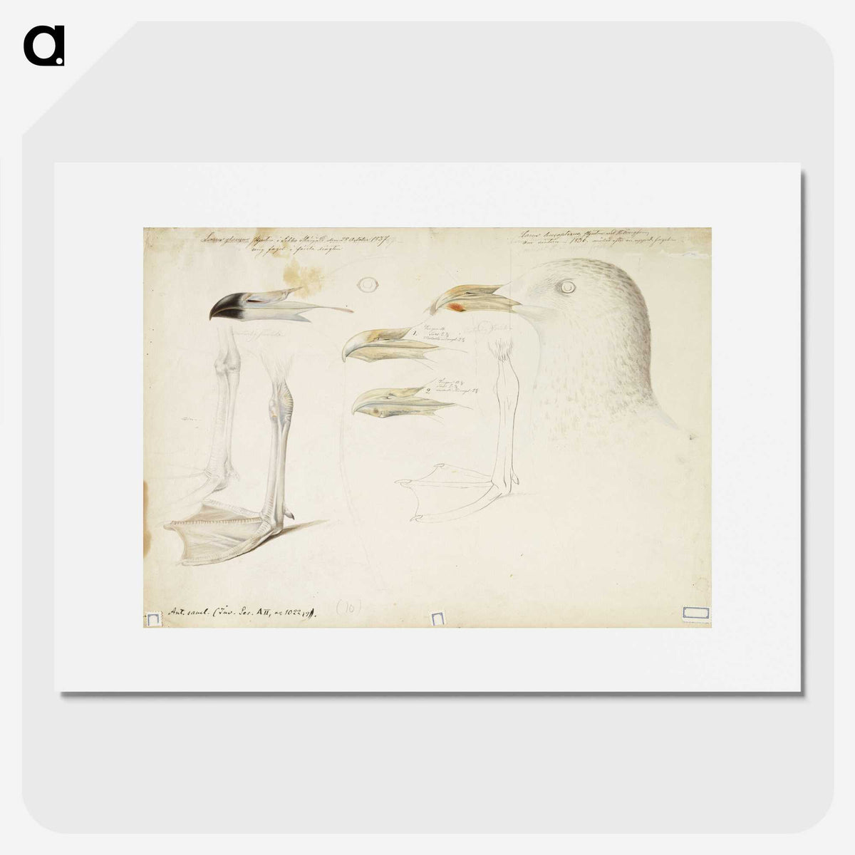 2-6_Magnus-von-Wright_picture
