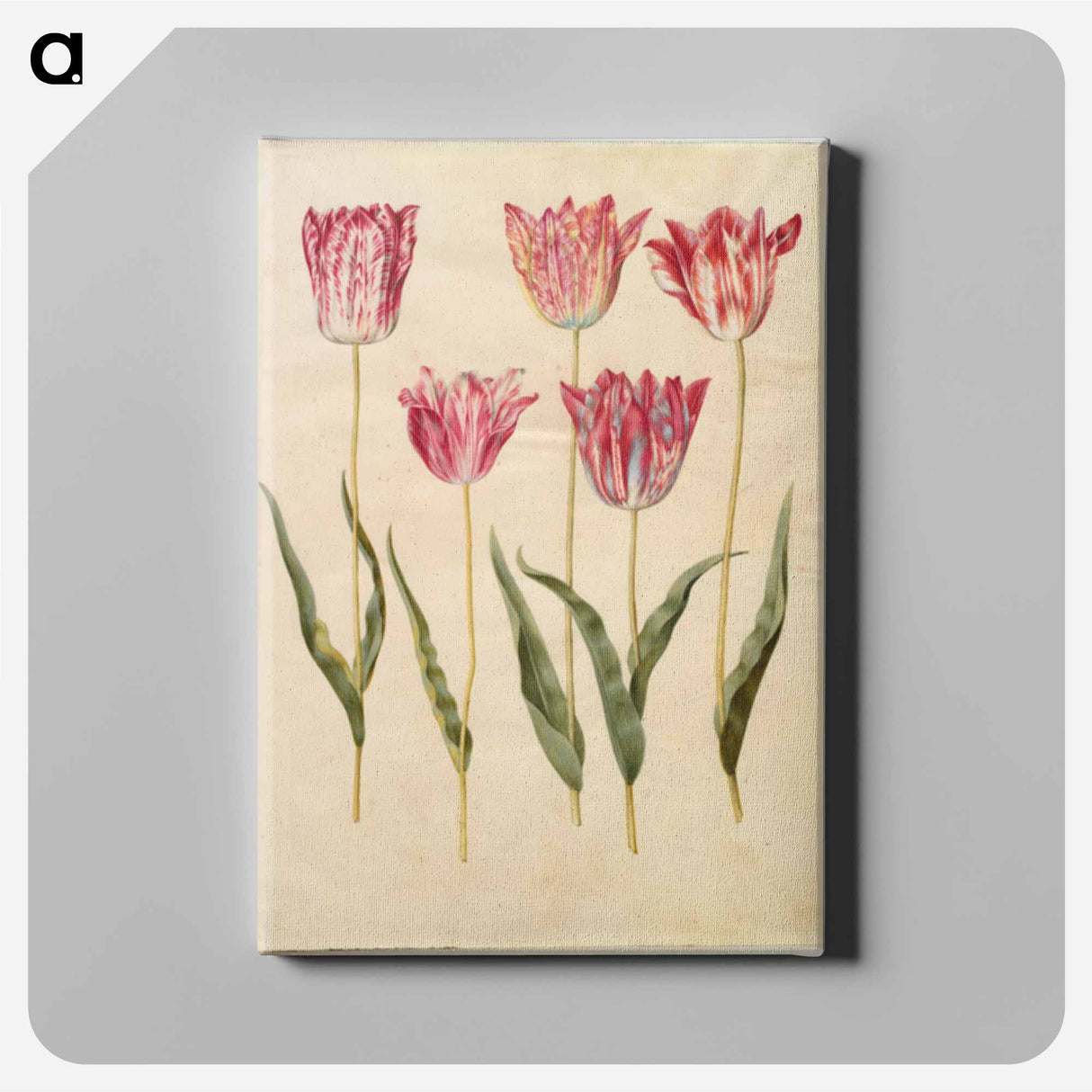 アートパネル-Tulipa gesneriana
- マリア ジビーラ メーリアン Canvas.