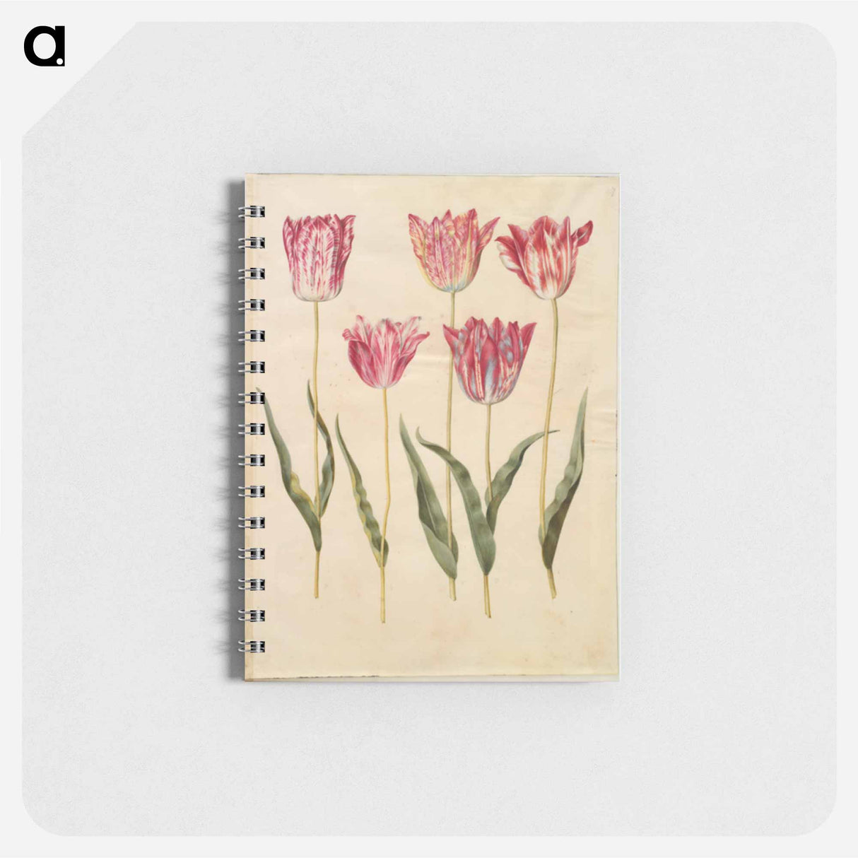 アートメモ帳-Tulipa gesneriana
- マリア ジビーラ メーリアン Memo.