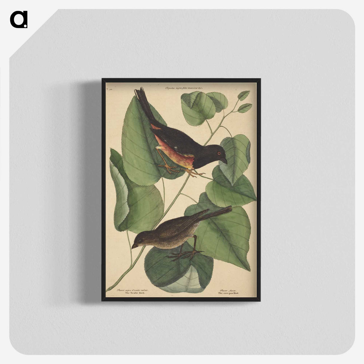 2-6_Mark-Catesby_blk-crop