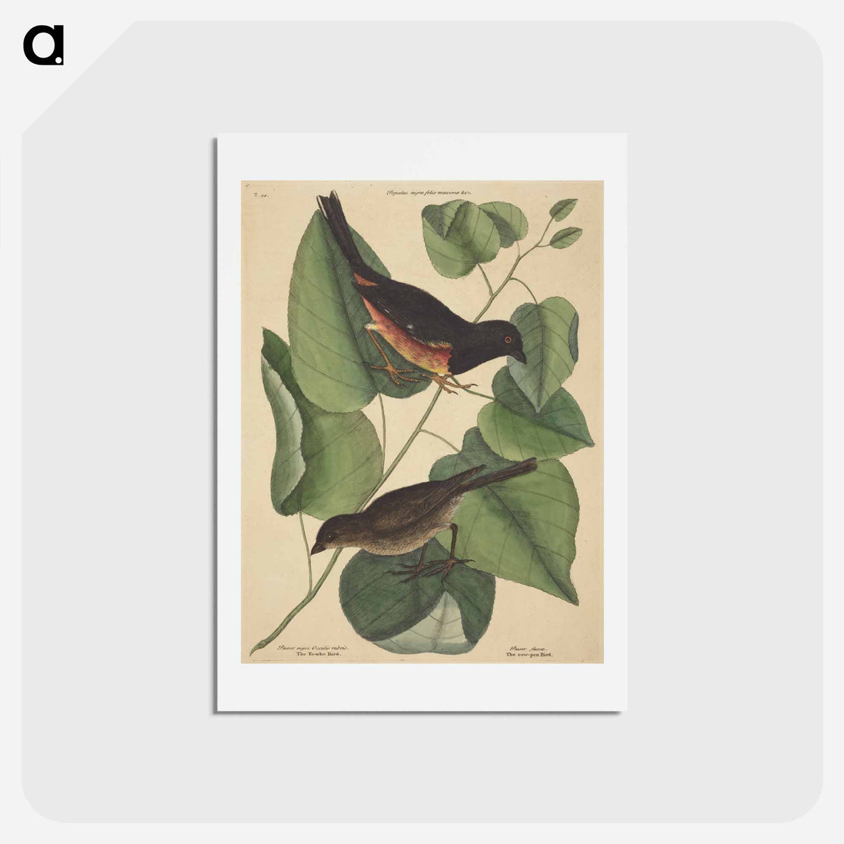 アートポストカード-The Towhe Bird
- マーク ケイツビー Postcard.