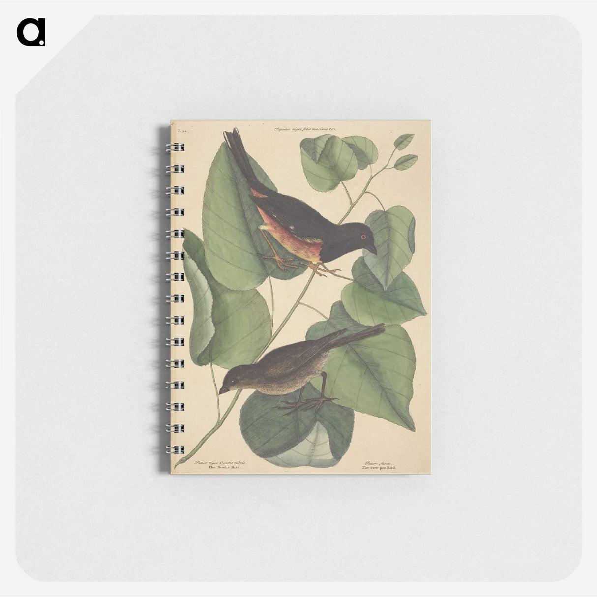 2-6_Mark-Catesby_memo