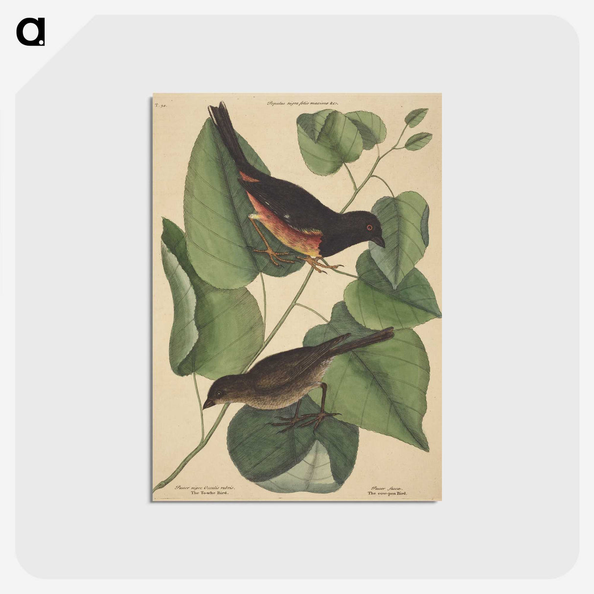 2-6_Mark-Catesby_postcard