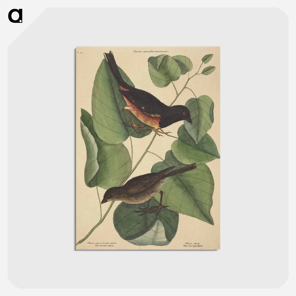 アートポストカード-The Towhe Bird
- マーク ケイツビー Postcard.