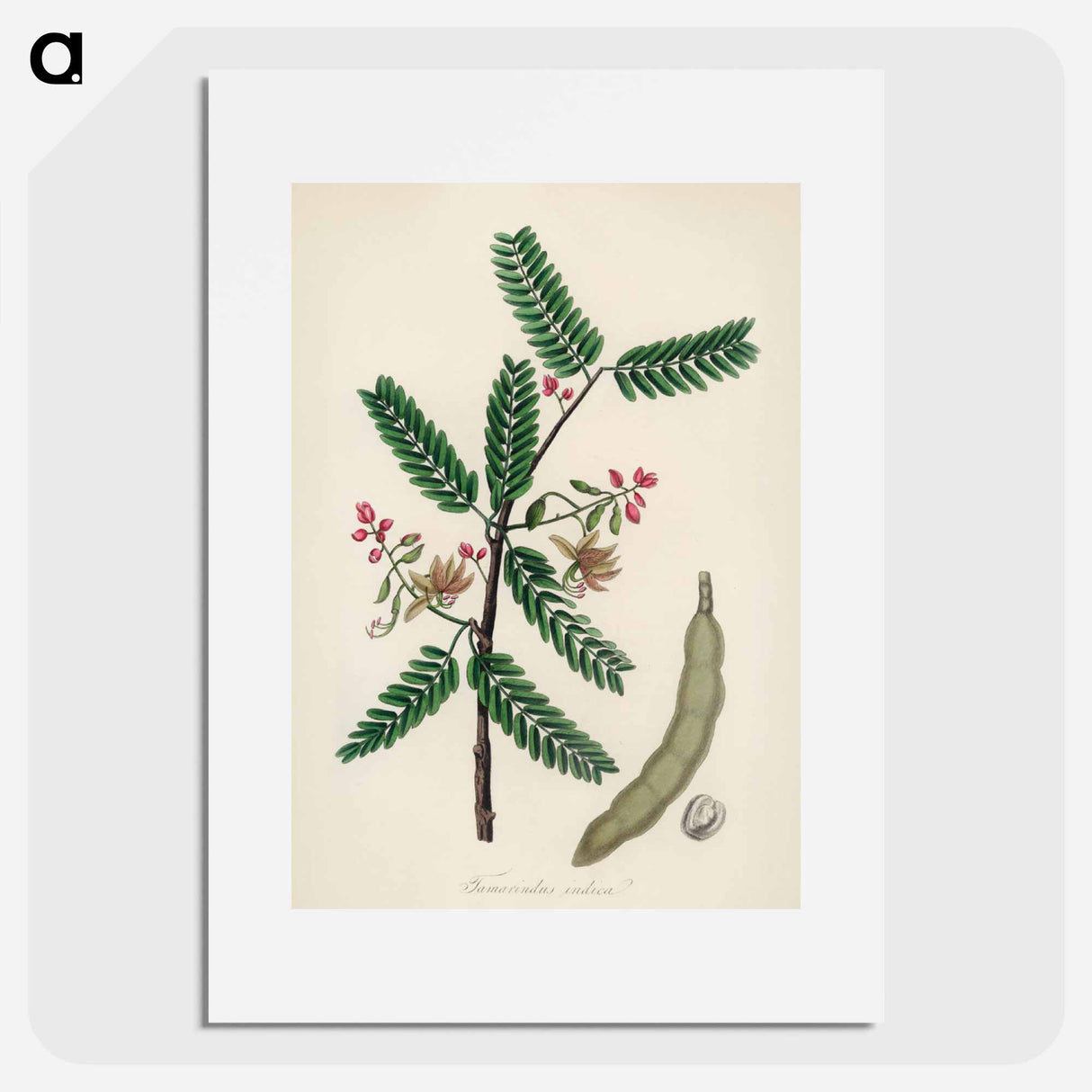 アートポスター-Tamarindus indica Illustration
- 薬用植物学 Poster.